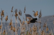 Agró roig (Ardea purpurea)