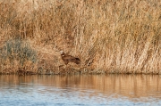 Arpella vulgar (Circus aeruginosus)