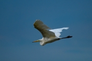 Agró blanc (Ardea alba)