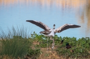 Joves de Flamenc (Phoenicopterus ruber)