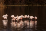 Flamencs (Phoenicopterus ruber)