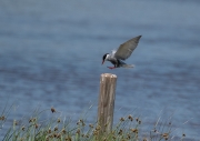 Fumarell carablanc (Chlydonias hybridus)