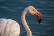 Flamenc (Phoenicopterus ruber).