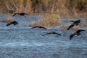 Capó reial ( Plegadis fascinellus )