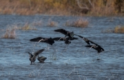 Capó reial ( Plegadis fascinellus )