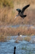 Capó reial ( Plegadis fascinellus )