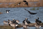 Capó reial ( Plegadis fascinellus )