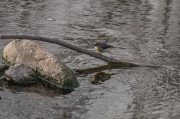 Cuereta torrentera (Motacilla cinerea)