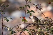 Pardal xarrec (Passer montanus)