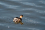 Cabusset (Tachybaptus ruficollis)