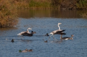 Flamenc (Phoenicopterus ruber).