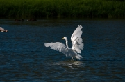 Agró blanc (Ardea alba)