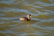 Cabusset (Tachybaptus ruficollis)