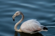 Flamenc (Phoenicopterus ruber).