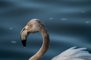 Flamenc (Phoenicopterus ruber).