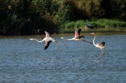 Flamenc (Phoenicopterus ruber)