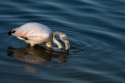 Flamenc (Phoenicopterus ruber).