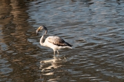 Flamenc (Phoenicopterus ruber).