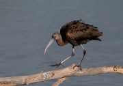 Capó reial, (plegadis falcinellus)