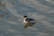 Cabussó coll-negre (Podiceps nigricollis)