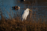 Agró blanc (Ardea alba)