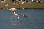 Flamenc. Phoenicopterus ruber