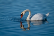 Cigne mut (Cygnus olor)