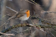 Pit roig (Erithacus rubecola)