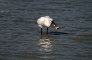 Bec planer (Platalea leucorodia)