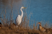 Agró blanc (Ardea alba) i Oca egípcia (Alopochen aegyptiaca)