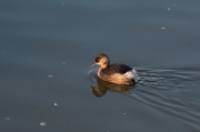 Cabusset (Tachybaptus ruficollis)