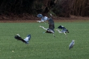 Bernat pescaire (Ardea cinerea)