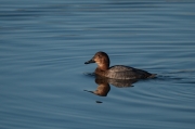 Femella de Morell de cap-roig (Aythya ferina)