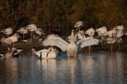 Cigne mut (Cygnus olor)