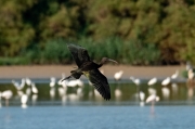 Capó reial (Plegadis falcinellus)