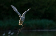 Martinet blanc (Egretta garzetta)