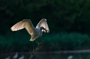 Martinet blanc (Egretta garzetta)