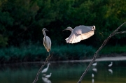 Martinet blanc (Egretta garzetta)