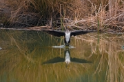 Corb marí gros (Phalacrocorax carbon )