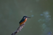 Blauet (Alcedo atthis)