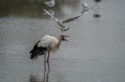 Cigonya (Ciconia ciconia)