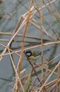 Mallerenga carbonera (Parus major)