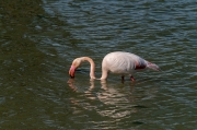 Flamenc (Phoenicopterus ruber).