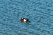 Ànec cullerot (Anas clypeata)