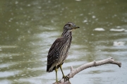 Martinet de nit (Nycticorax nycticorax)