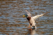 Ànec collverd (Anas platyrhynchos)