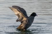 Fotja (Fulica atra)