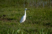 Martinet blanc (Egretta garzetta)