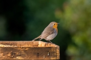 Pit roig (Erithacus rubecola)