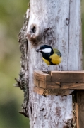 Mallerenga carbonera (Parus major)